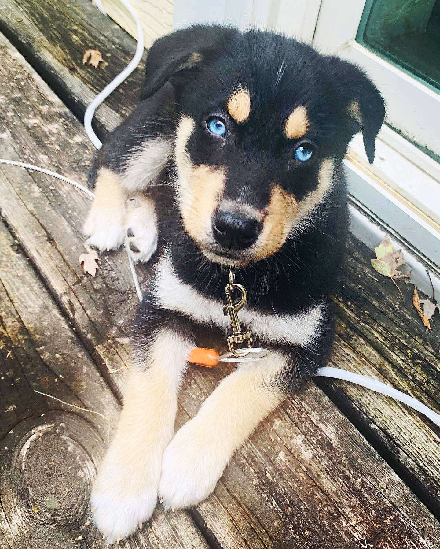 Taco joined the competition — help win amazing prizes! canidae, carnivore, dog, dog_breed, huntaway, labrador_husky, lapponian_herder, mammal, puppy, rare_breed_dog, siberian_husky, sporting_group, vertebrate, working_dog