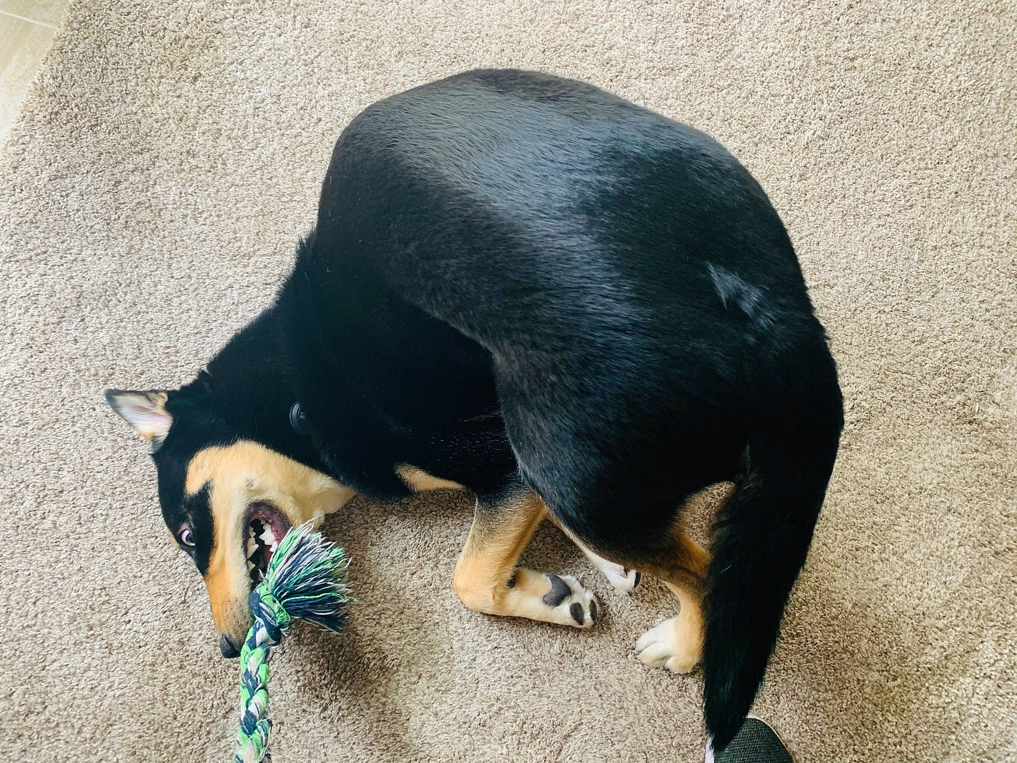 Taco joined the competition — help win amazing prizes! canidae, carnivore, companion_dog, dobermann, dog, dog_breed, ear, german_pinscher, guard_dog, miniature_pinscher, photography, pinscher, puppy, tail
