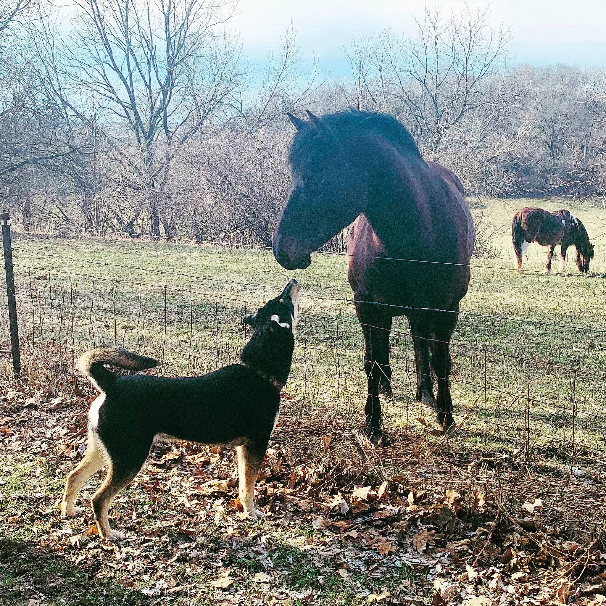 Taco is registered to the contest to win money with this photo: australian_kelpie, canidae, carnivore, dobermann, dog, dog_breed, dog_walking, german_pinscher, guard_dog, hunting_dog, jagdterrier, mammal, miniature_pinscher, sky, tail, vertebrate, working_dog