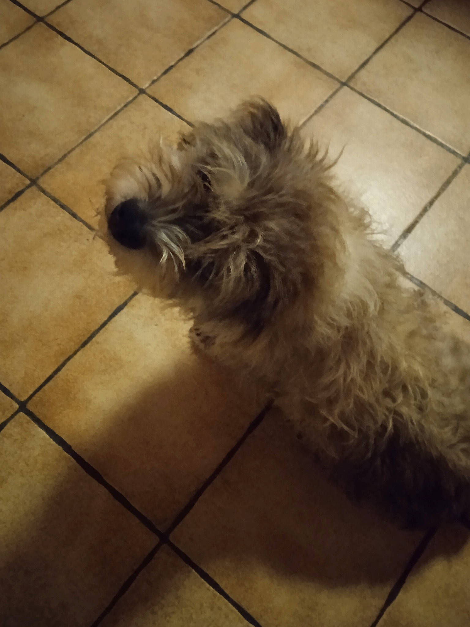 Ringot participe au concours pour gagner de l'argent avec cette photo : canidae, carnivore, companion_dog, dog, dog_breed, floor, flooring, fur, hardwood, liver, maltepoo, road_surface, small_terrier, snout, sporting_group, tail, terrier, tile_flooring, toy_dog, working_animal