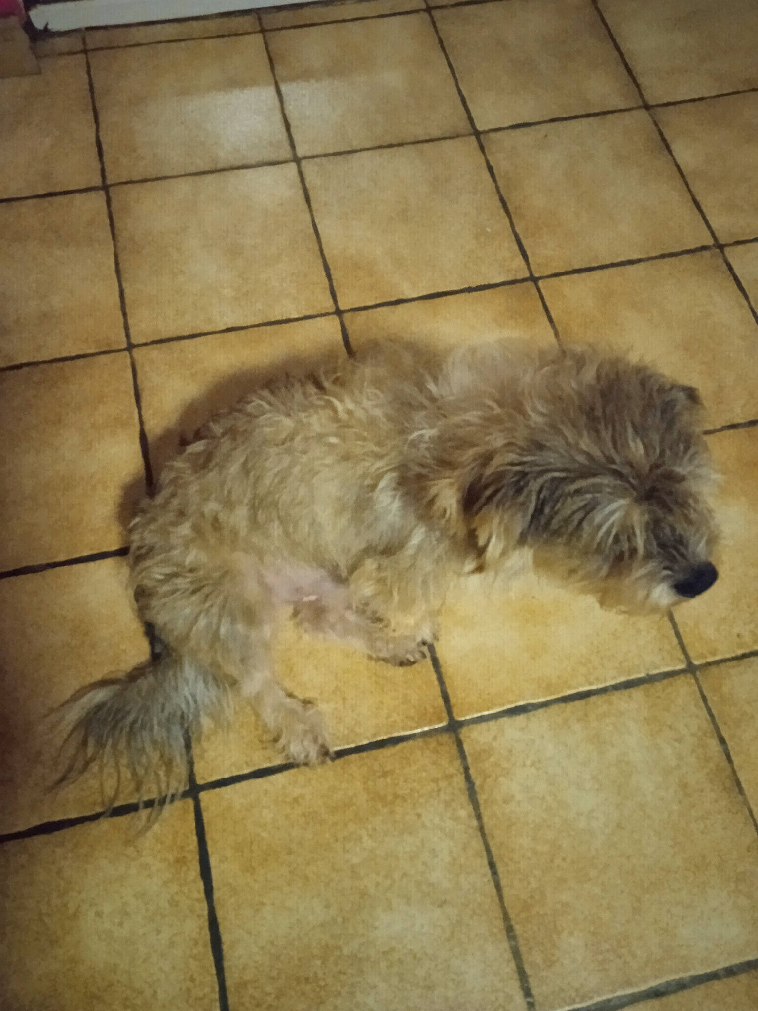 Ringot participe au concours pour gagner de l'argent avec cette photo : canidae, carnivore, companion_dog, dog, dog_breed, fawn, floor, flooring, fur, hardwood, liver, paw, small_terrier, snout, sporting_group, tail, terrestrial_animal, terrier, toy_dog, working_animal