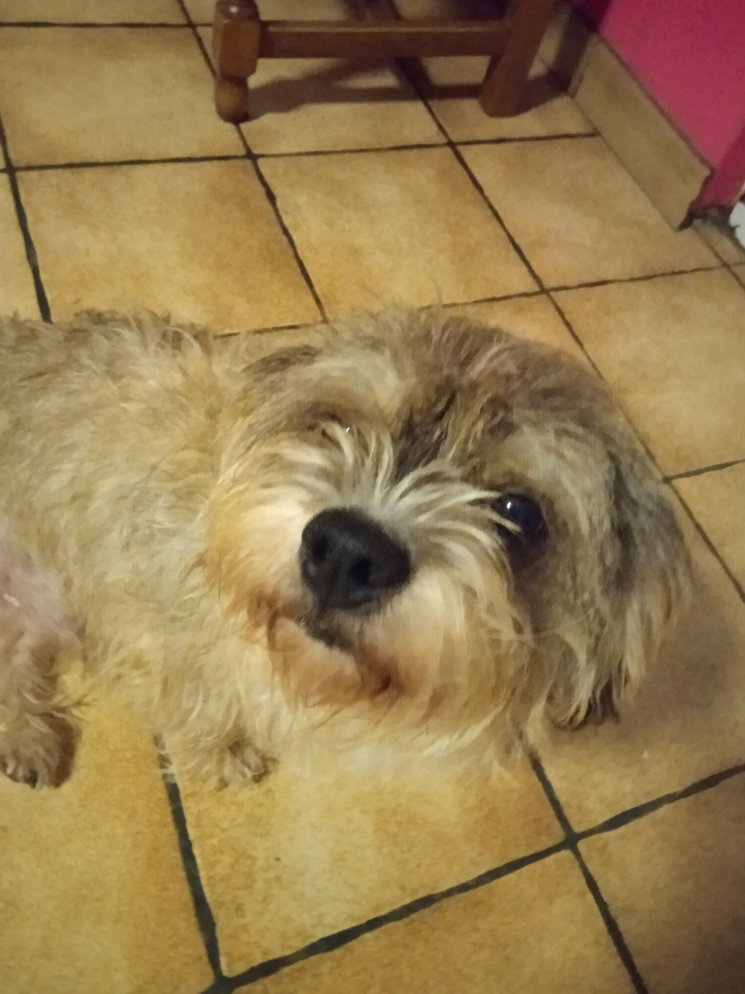 Ringot participe au concours pour gagner de l'argent avec cette photo : canidae, carnivore, companion_dog, dog, dog_breed, floor, flooring, fur, hardwood, liver, maltepoo, puppy, small_terrier, snout, sporting_group, terrestrial_animal, terrier, toy_dog, wood, working_animal