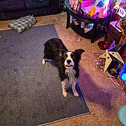 Daisy joined the competition — help win amazing prizes! dog, wet_dog, living_room, rug, carpet, sofa, table, decorations, lights, stocking, cowboys, toy, floor, indoor, pet, animal, colorful, cluttered, alert, black_and_white