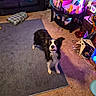 dog, wet_dog, living_room, rug, carpet, sofa, table, decorations, lights, stocking, cowboys, toy, floor, indoor, pet, animal, colorful, cluttered, alert, black_and_white