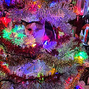 Gizmo is registered to the contest to win money with this photo: animal, cat, christmas, christmas_tree, colorful, cozy, decoration, eyes, face, festive, fur, hiding, holiday, indoor, kitten, lights, ornaments, pet, portrait, tinsel
