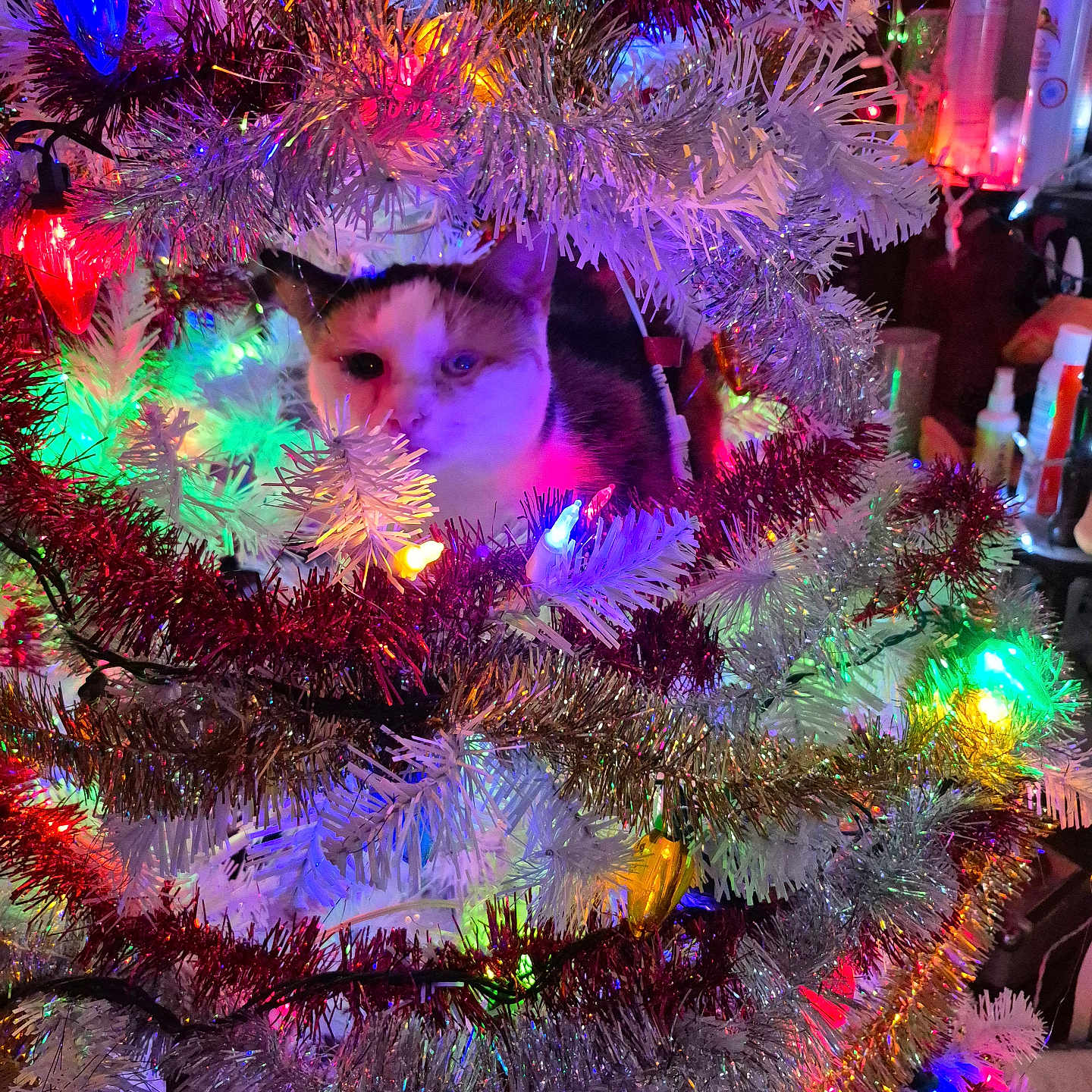 Gizmo
