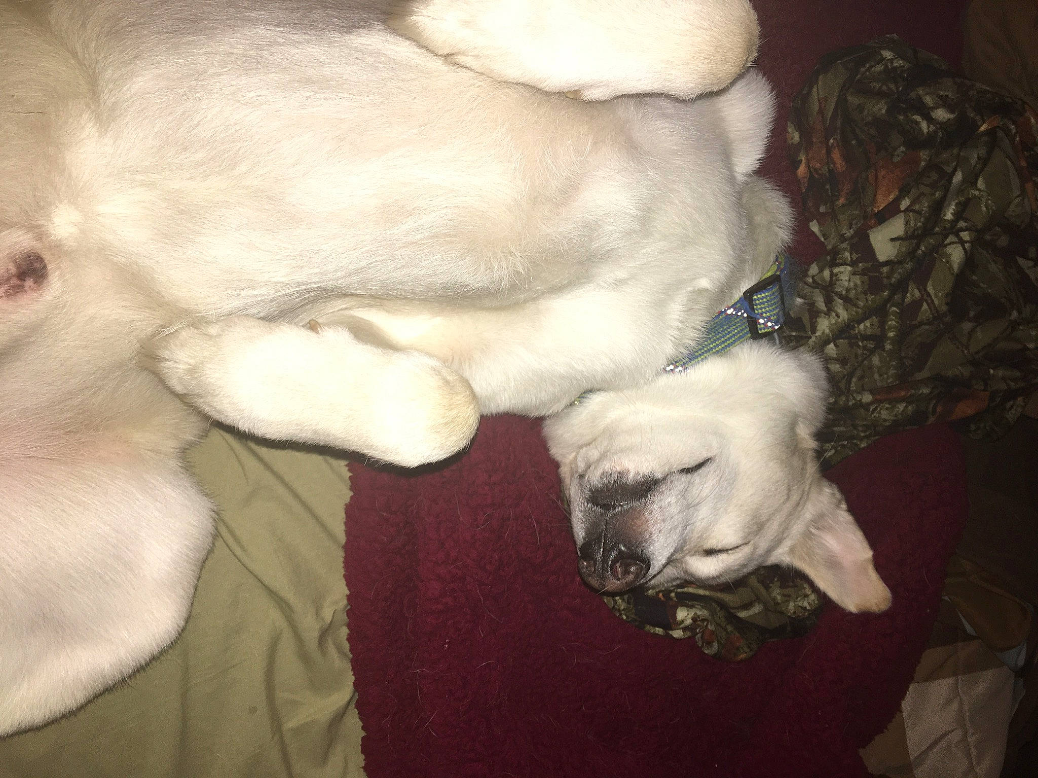 Cj is registered to the contest to win money with this photo: canidae, carnivore, cat, companion_dog, dog, dog_breed, fawn, fur, paw, puppy, puppy_love, sporting_group, tail