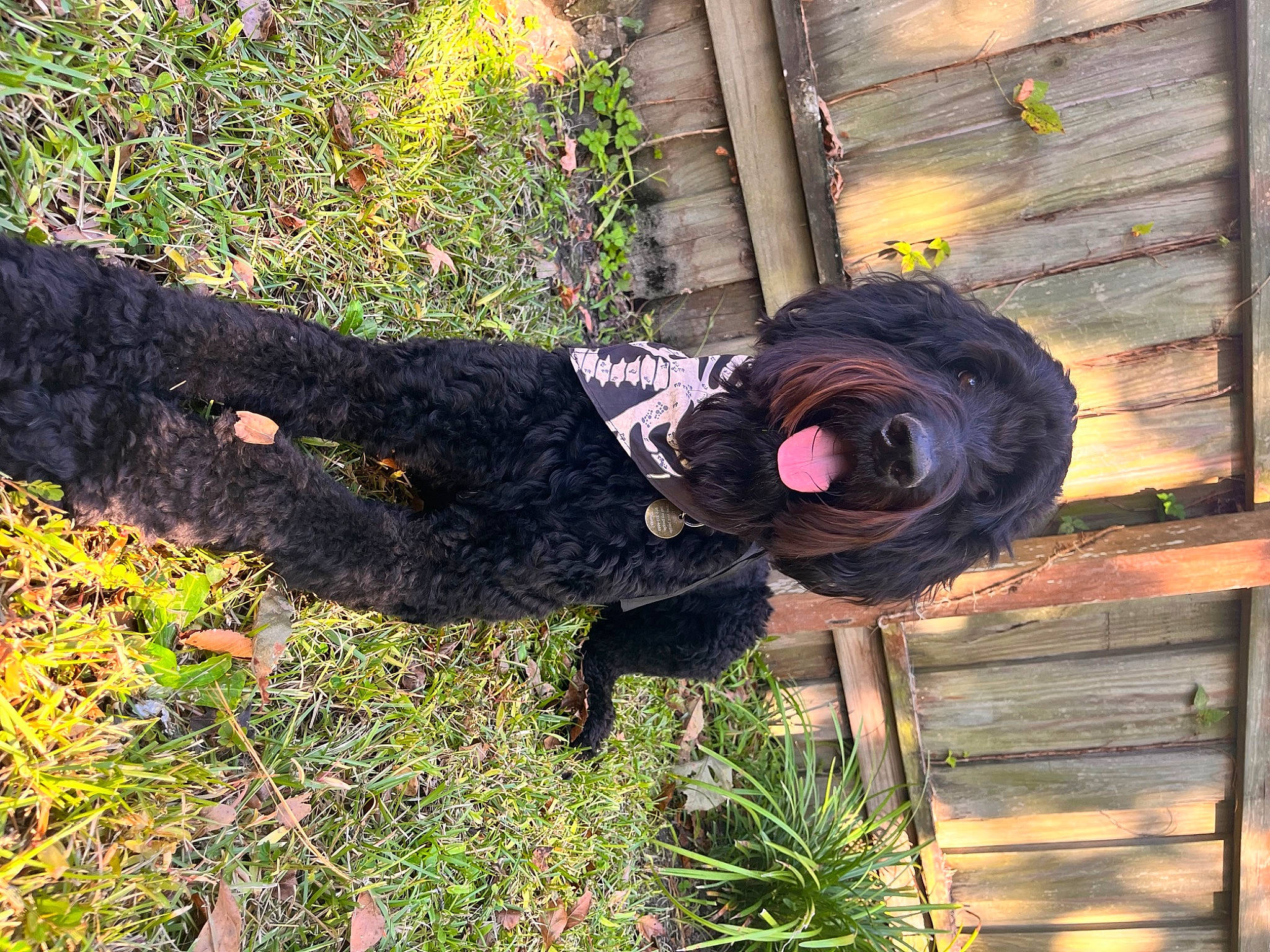 Milley is registered to the contest to win money with this photo: automotive_tire, grass, hat, metal, pattern, people_in_nature, personal_protective_equipment, plant, sunglasses, tints_and_shades, tire, tree, trunk, wood