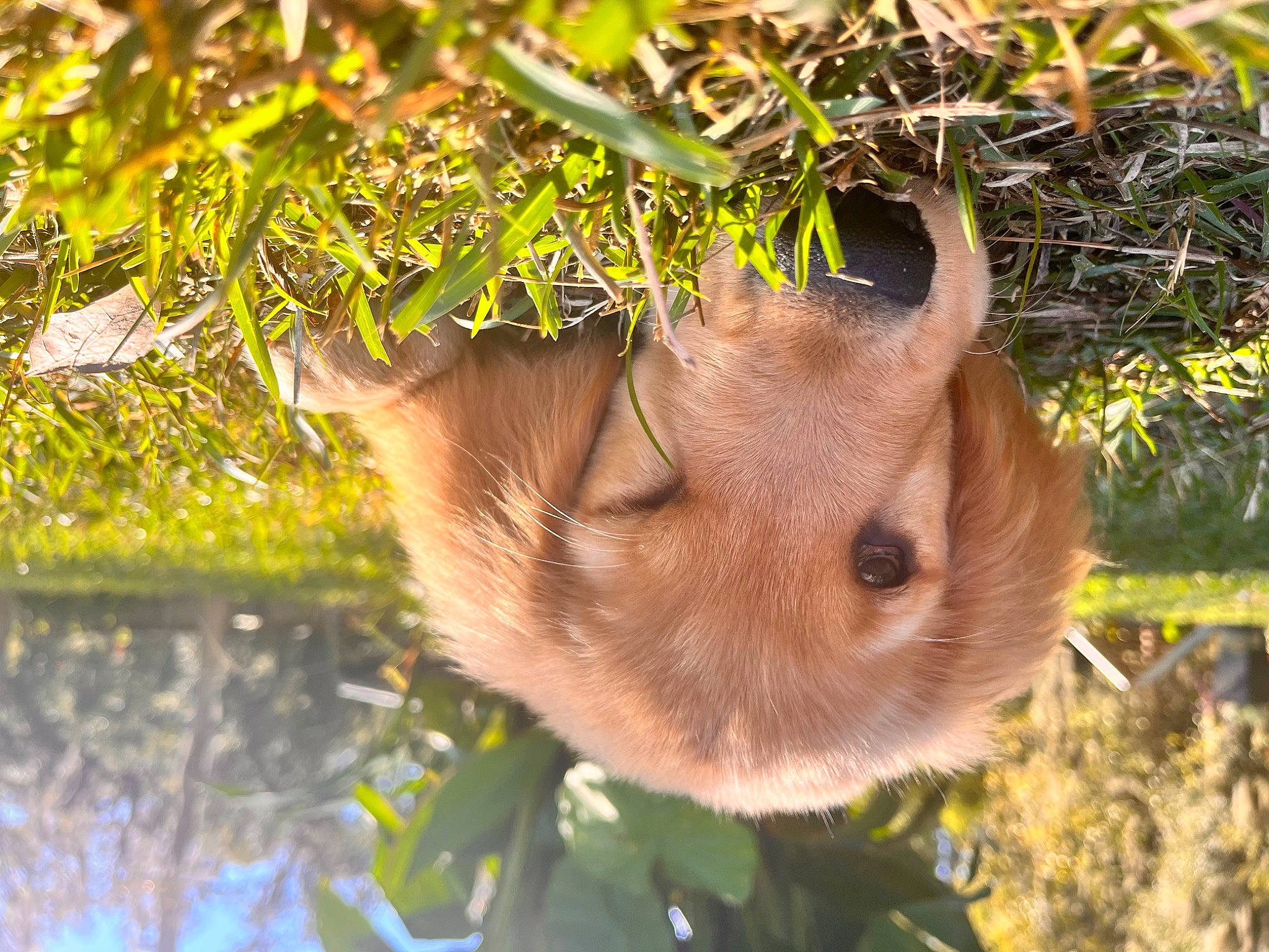 Jeter joined the competition — help win amazing prizes! eyelash, fawn, grass, groundcover, happy, hat, natural_material, people_in_nature, plant, plant_stem, terrestrial_plant, toddler, tree, trunk, twig, wildlife, wood