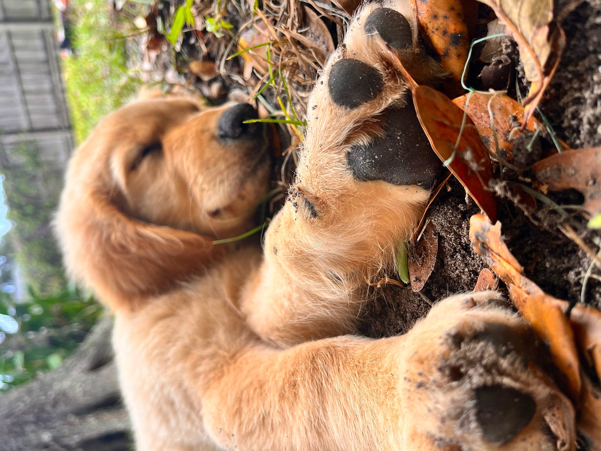 Jeter joined the competition — help win amazing prizes! animal_shelter, big_cats, canidae, carnivore, companion_dog, dog, dog_breed, fawn, fur, paw, plant, snout, sporting_group, street_dog, terrestrial_animal, twig, whiskers, wildlife, wood, working_dog