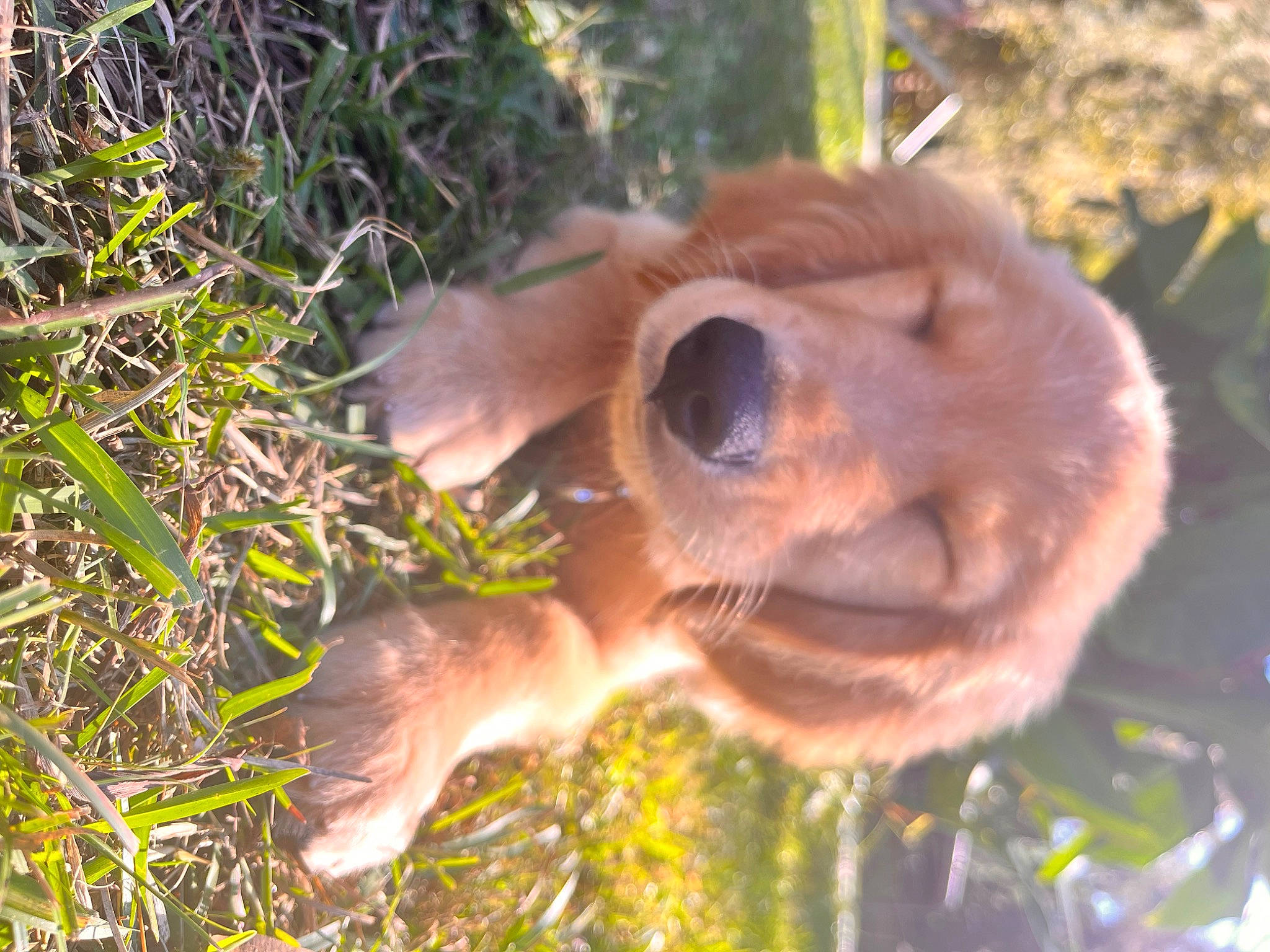 Jeter joined the competition — help win amazing prizes! canidae, carnivore, companion_dog, dog_breed, fawn, grass, happy, liver, orangutan, plant, snout, sporting_group, sunglasses, terrestrial_animal, tree, trunk, vertebrate, whiskers, wood, working_animal