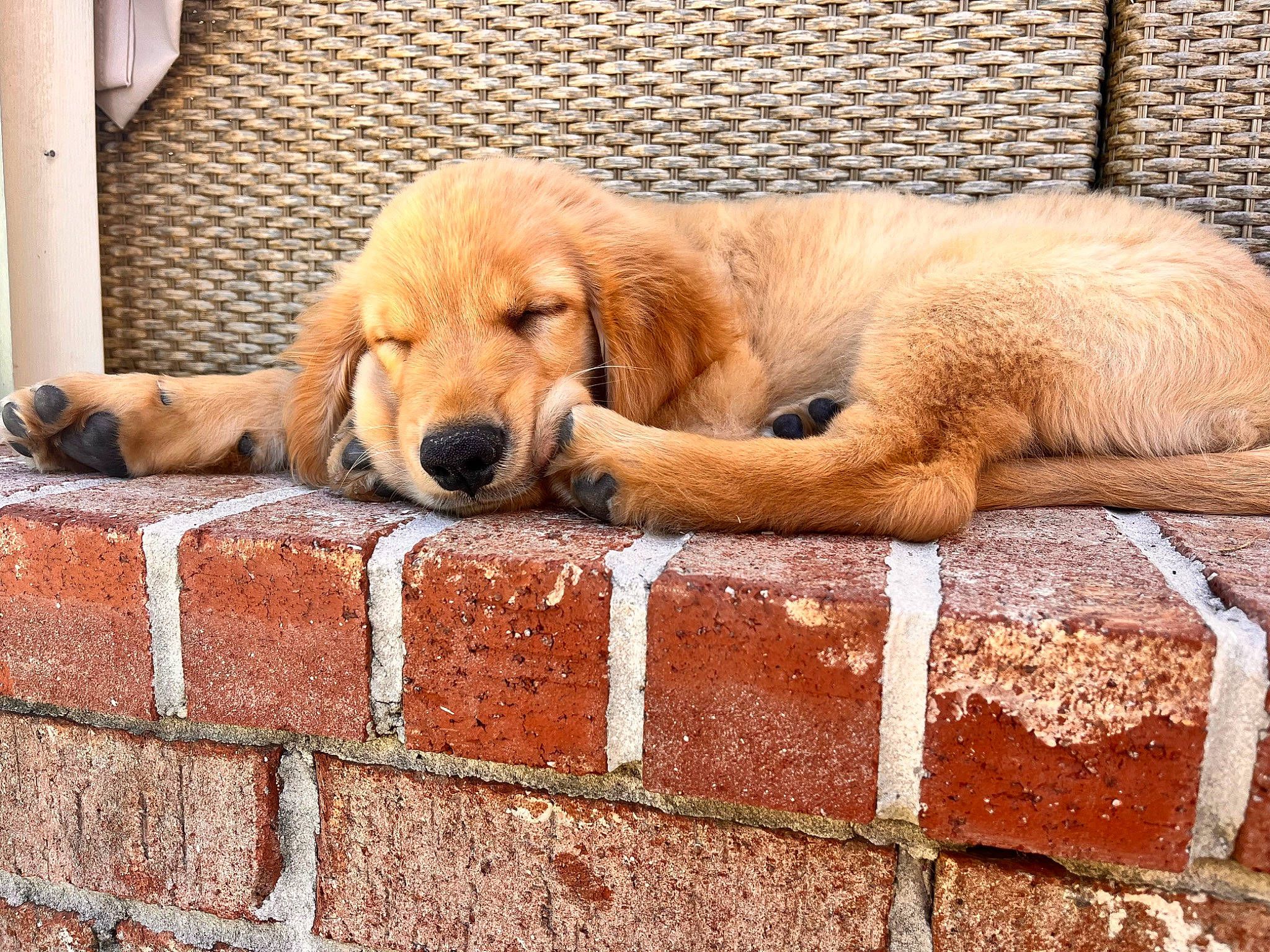 Jeter joined the competition — help win amazing prizes! brick, brickwork, building_material, canidae, carnivore, companion_dog, dog, dog_breed, fawn, fur, golden_retriever, paw, retriever, sitting, sporting_group, terrestrial_animal, wood, working_animal