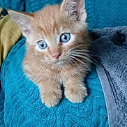 Rex joined the competition — help win amazing prizes! kitten, cat, orange_tabby, blue_eyes, cute, pet, animal, furry, whiskers, ears, paw, indoor, blanket, textured, soft, young, curious, small, domestic_cat, feline