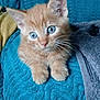kitten, cat, orange_tabby, blue_eyes, cute, pet, animal, furry, whiskers, ears, paw, indoor, blanket, textured, soft, young, curious, small, domestic_cat, feline