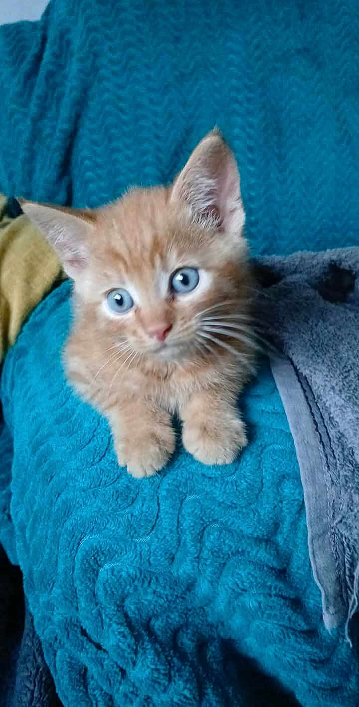 Rex joined the competition — help win amazing prizes! kitten, cat, orange_tabby, blue_eyes, cute, pet, animal, furry, whiskers, ears, paw, indoor, blanket, textured, soft, young, curious, small, domestic_cat, feline