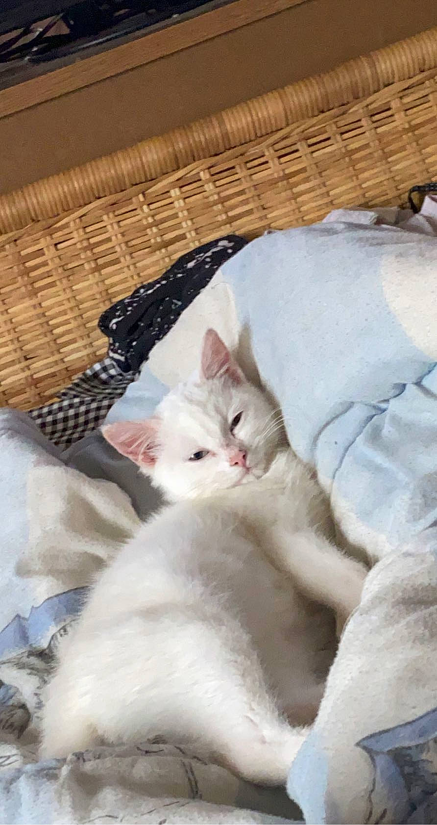 Luciole participe au concours pour gagner de l'argent avec cette photo : basket, carnivore, cat, comfort, felidae, fur, home_accessories, khao_manee, linens, nap, sleep, small_to_medium_sized_cats, storage_basket, turkish_angora, vertebrate, whiskers, wicker