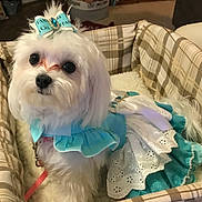 Gracie Rose joined the competition — help win amazing prizes! dog, white_dog, dress, bow, plaid, pet_bed, fur, lace, ribbon, cute, small_dog, indoors, cozy, animal, costume, sitting, fluffy, decor, fabric, accessory
