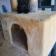 Checkers is registered to the contest to win money with this photo: black_cat, kitten, cat_tree, scratching_post, plush, furniture, indoor, pet, animal, cute, feline, resting, cozy, home, soft, playful, young_cat, ears, whiskers, curious