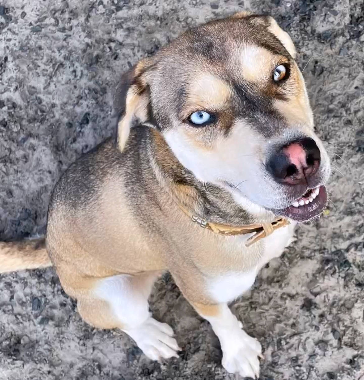 Nala joined the competition — help win amazing prizes! ancient_dog_breeds, canidae, carnivore, collar, companion_dog, dog, dog_breed, eye, fawn, fur, leash, paw, puppy, snout, sporting_group, terrestrial_animal, whiskers, wildlife, working_animal, working_dog