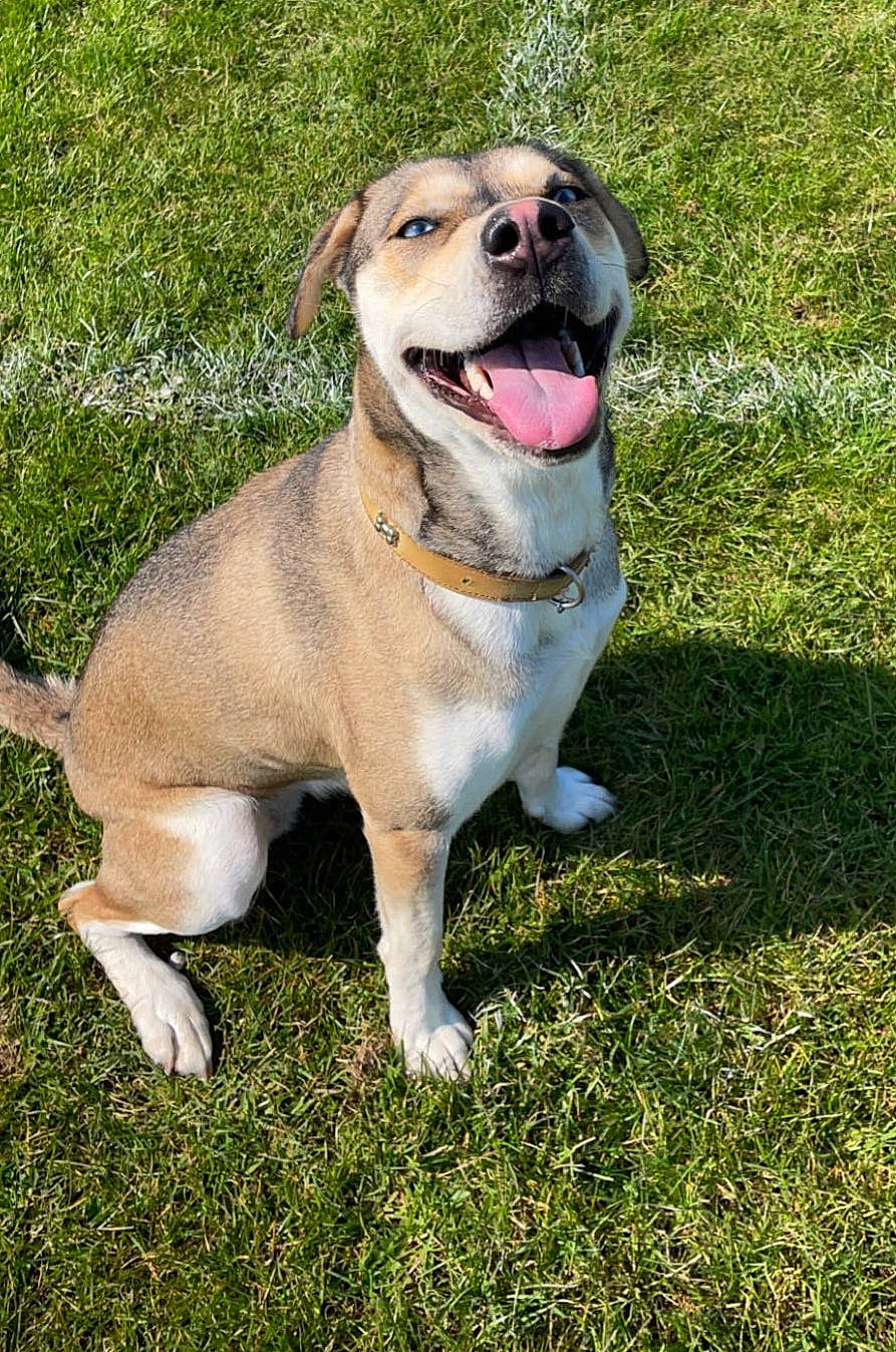 Nala joined the competition — help win amazing prizes! adventure, canidae, carnivore, collar, companion_dog, dog, dog_breed, dog_collar, fang, fawn, grass, hunting_dog, leash, plant, retriever, sporting_group, tail, whiskers, working_animal, working_dog