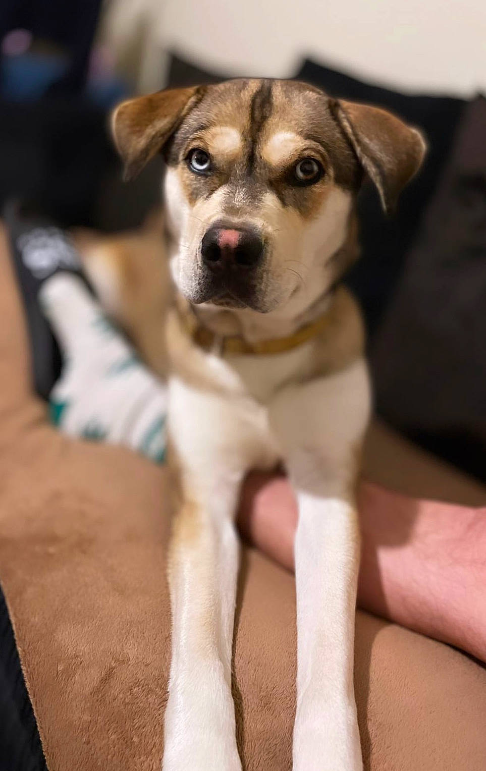 Nala is registered to the contest to win money with this photo: carnivore, companion_dog, dog, dog_breed, fur, non_sporting_group, puppy, whiskers, working_animal, working_dog