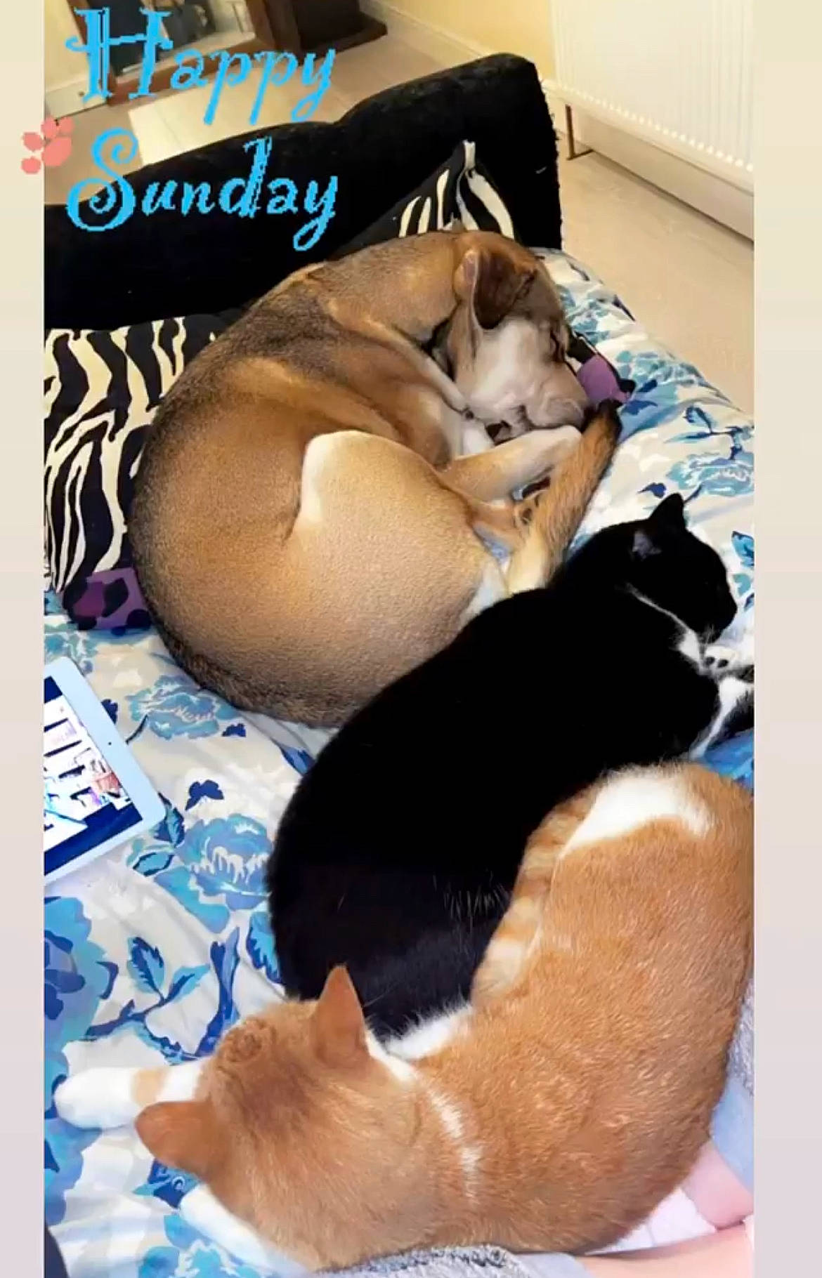 Nala joined the competition — help win amazing prizes! canidae, carnivore, cat, comfort, companion_dog, dog, dog_breed, dog_supply, fawn, felidae, fur, linens, nap, paw, snout, sporting_group, tail, terrestrial_animal, whiskers, working_animal