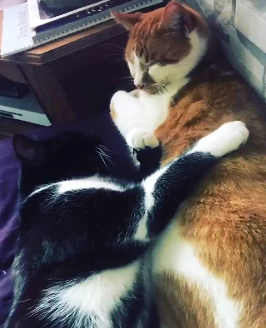 Bandit joined the competition — help win amazing prizes! carnivore, cat, claw, cloud, comfort, computer_keyboard, felidae, fur, input_device, lap, mammal, paw, peripheral, photography, sitting, sky, small_to_medium_sized_cats, tail, vertebrate, whiskers