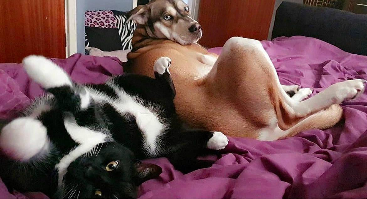 Bandit joined the competition — help win amazing prizes! canidae, carnivore, cat, comfort, companion_dog, couch, dog, dog_breed, dog_supply, domestic_short_haired_cat, fawn, felidae, fur, lap, linens, pink, room, sighthound, sporting_group, whiskers