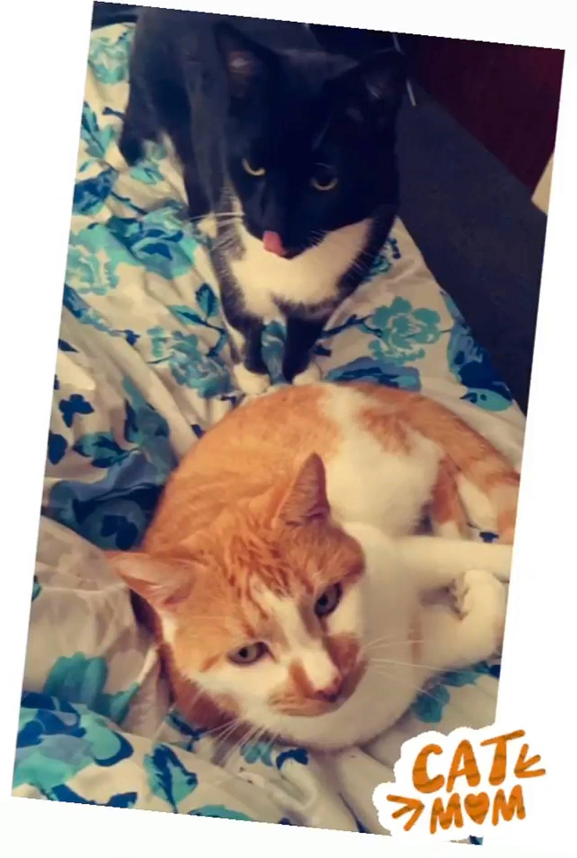 Tango is registered to the contest to win money with this photo: carnivore, cat, comfort, domestic_short_haired_cat, fawn, felidae, formal_wear, fur, linens, mammal, paw, photo_caption, rectangle, small_to_medium_sized_cats, tail, vertebrate, whiskers