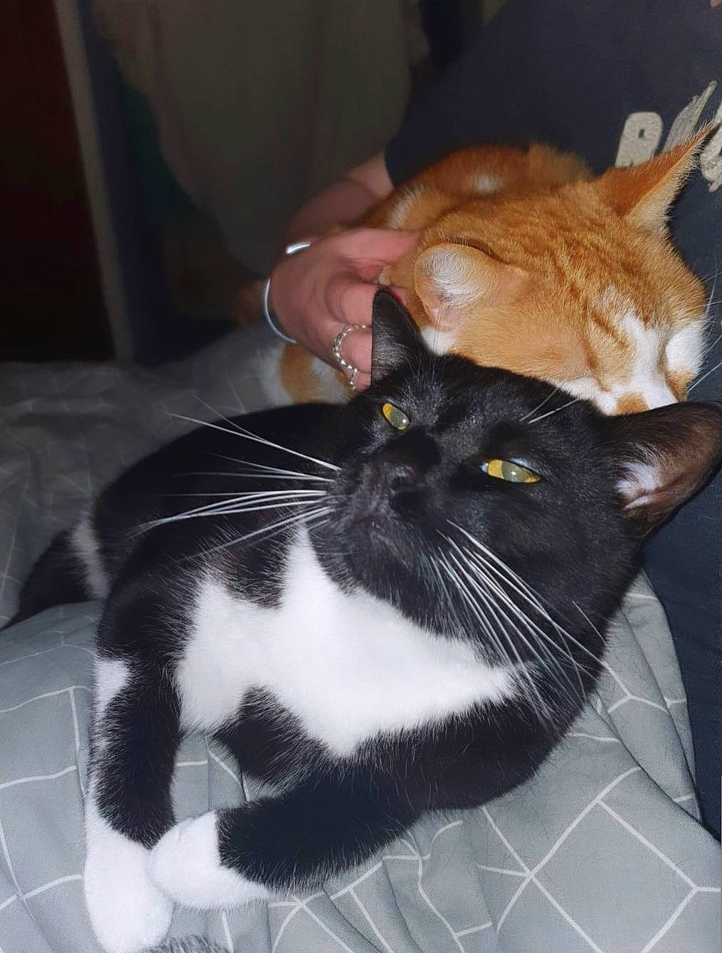 Tango is registered to the contest to win money with this photo: carnivore, cat, claw, comfort, domestic_short_haired_cat, felidae, fur, human_leg, lap, paw, pet_supply, small_to_medium_sized_cats, snout, tail, whiskers