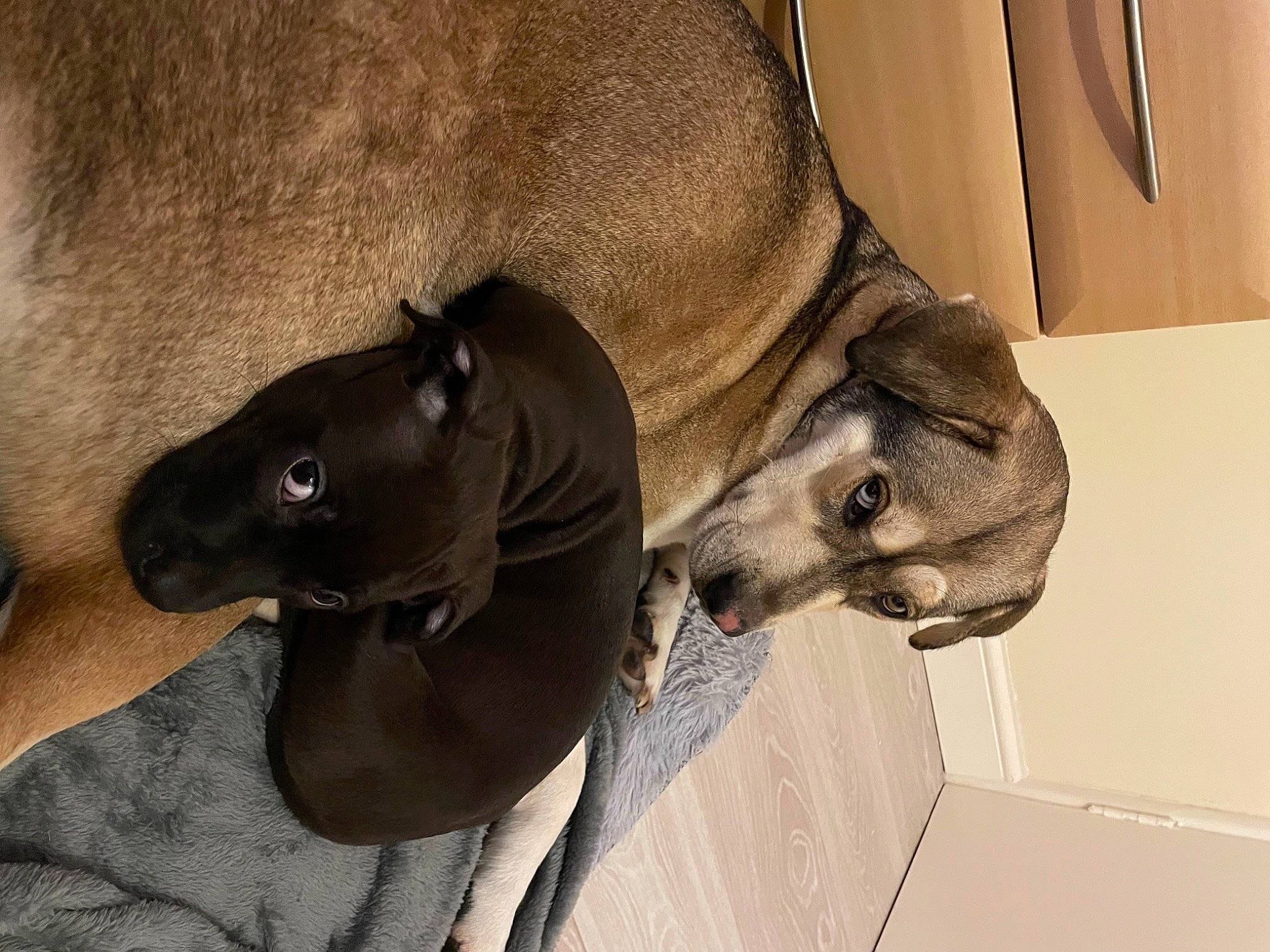 Roxy joined the competition — help win amazing prizes! canidae, carnivore, collar, dog_breed, dog_collar, ear, fawn, grey, jaw, liver, mammal, non_sporting_group, pet_supply, snout, sporting_group, terrestrial_animal, vertebrate, working_animal