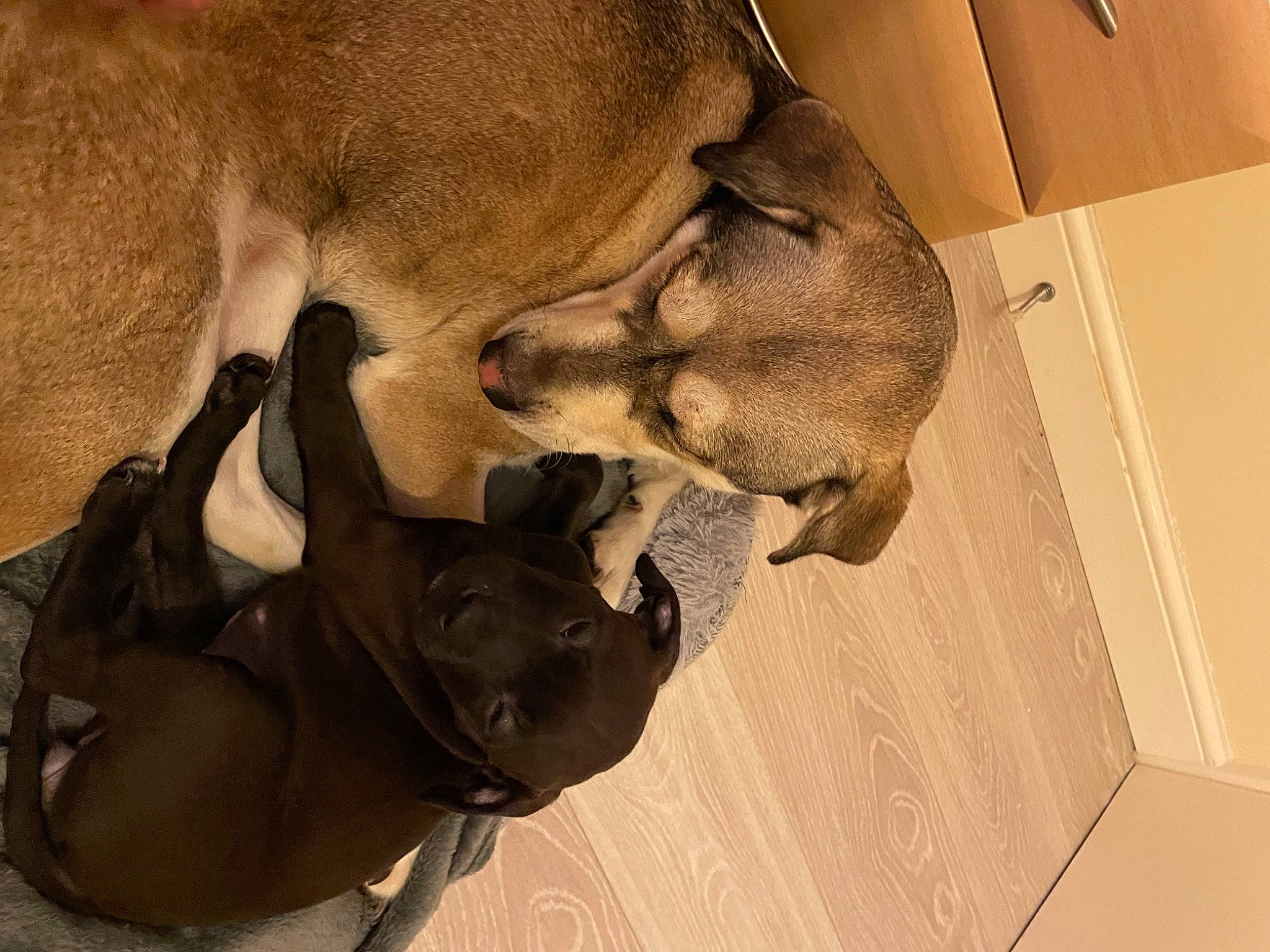 Roxy joined the competition — help win amazing prizes! brown, canidae, carnivore, comfort, companion_dog, dog, dog_breed, fawn, flooring, fur, hardwood, mammal, non_sporting_group, paw, snout, sporting_group, terrestrial_animal, wood, working_animal, wrinkle