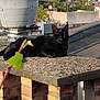 black_cat, cat, rooftop, sunlight, chimney, brick, urban, outdoor, animal, pet, relaxing, daytime, leaf, blurred_foreground, building, roof_tiles, nature, quiet, resting, wall