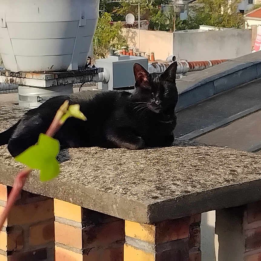 Pachas a rejoint le concours — aidez-le/la à gagner de superbes lots ! animal, black_cat, blurred_foreground, brick, building, cat, chimney, daytime, leaf, nature, outdoor, pet, quiet, relaxing, resting, roof_tiles, rooftop, sunlight, urban, wall