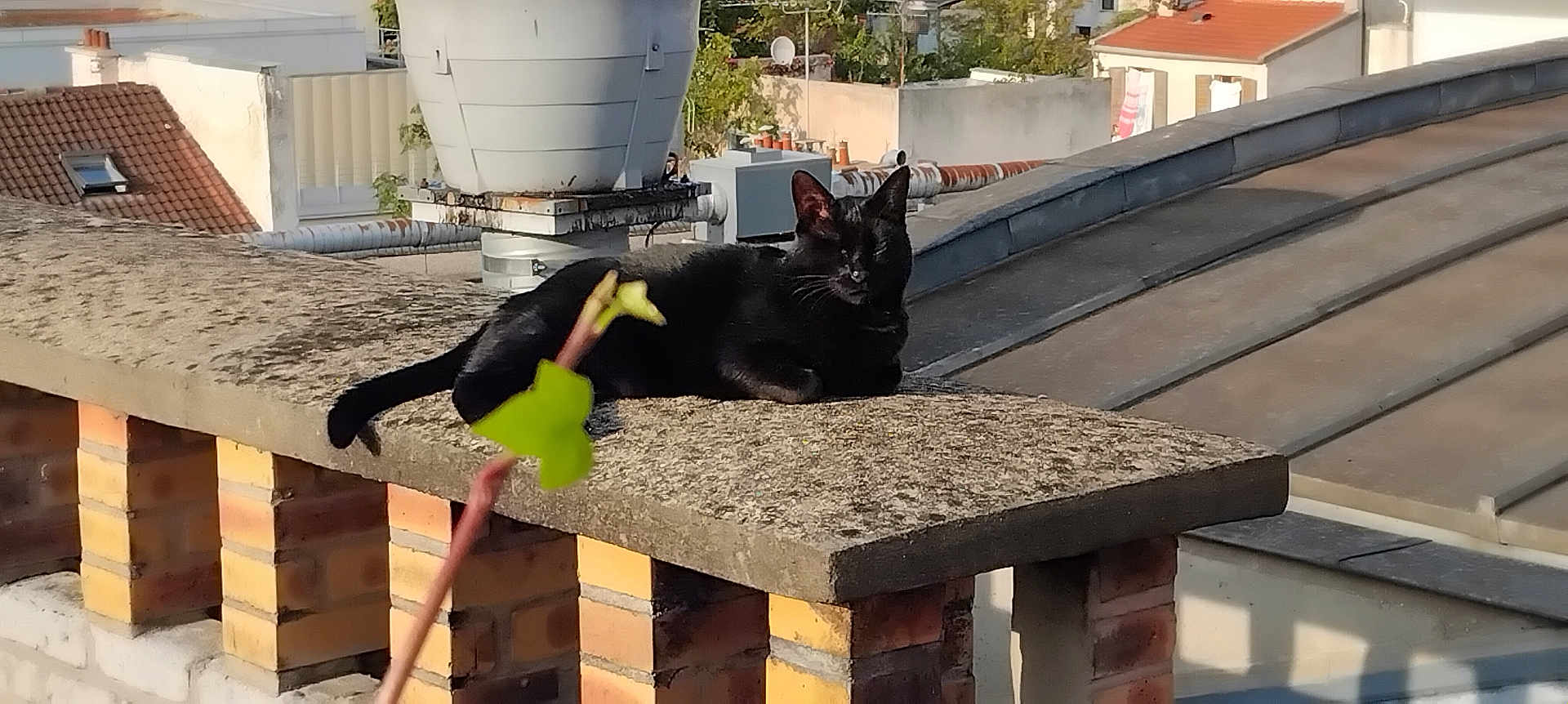 Pachas a rejoint le concours — aidez-le/la à gagner de superbes lots ! black_cat, cat, rooftop, sunlight, chimney, brick, urban, outdoor, animal, pet, relaxing, daytime, leaf, blurred_foreground, building, roof_tiles, nature, quiet, resting, wall