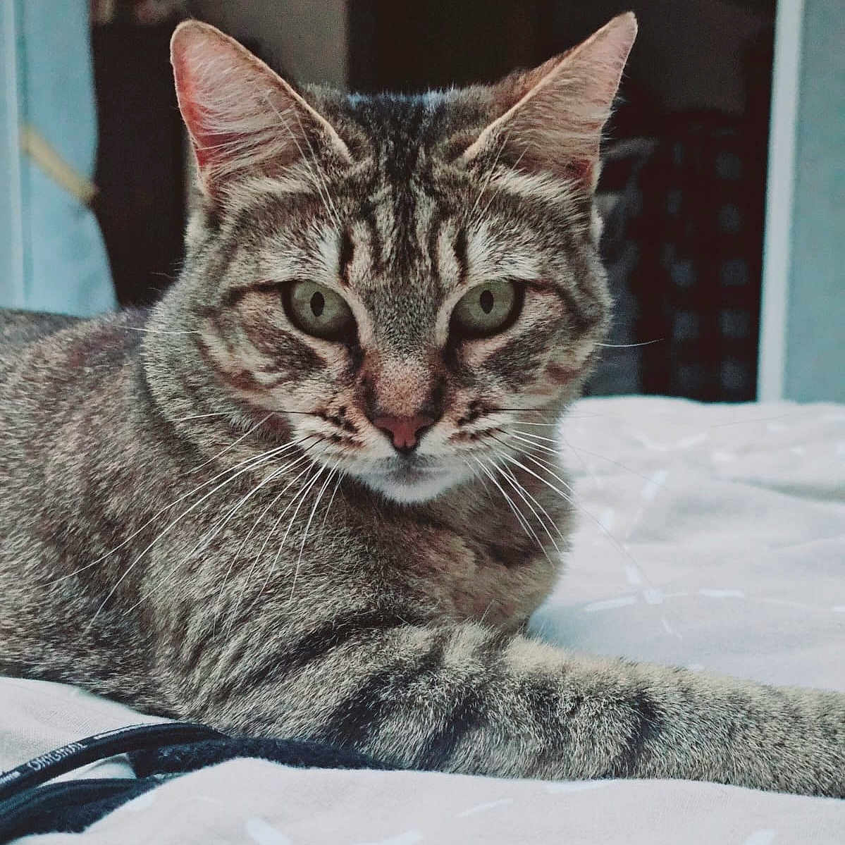 Chanel participe au concours pour gagner de l'argent avec cette photo : abyssinian, animal, bed, blanket, cat, egyptiancat, furniture, kitten, manx, pet