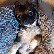 Marius participe au concours pour gagner de l'argent avec cette photo : dog, puppy, small_dog, lying_down, fluffy, cushion, fur, ears, cute, pet, indoors, relaxed, looking_up, cozy, animal, companion, brown_fur, white_fur, black_fur, floor