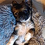 dog, puppy, small_dog, lying_down, fluffy, cushion, fur, ears, cute, pet, indoors, relaxed, looking_up, cozy, animal, companion, brown_fur, white_fur, black_fur, floor