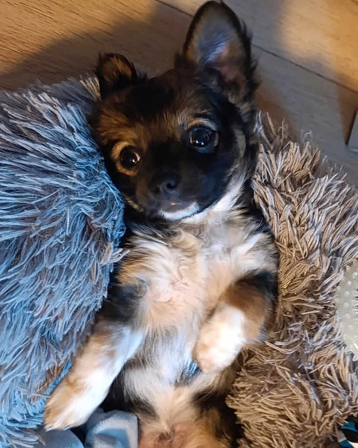 Marius participe au concours pour gagner de l'argent avec cette photo : dog, puppy, small_dog, lying_down, fluffy, cushion, fur, ears, cute, pet, indoors, relaxed, looking_up, cozy, animal, companion, brown_fur, white_fur, black_fur, floor