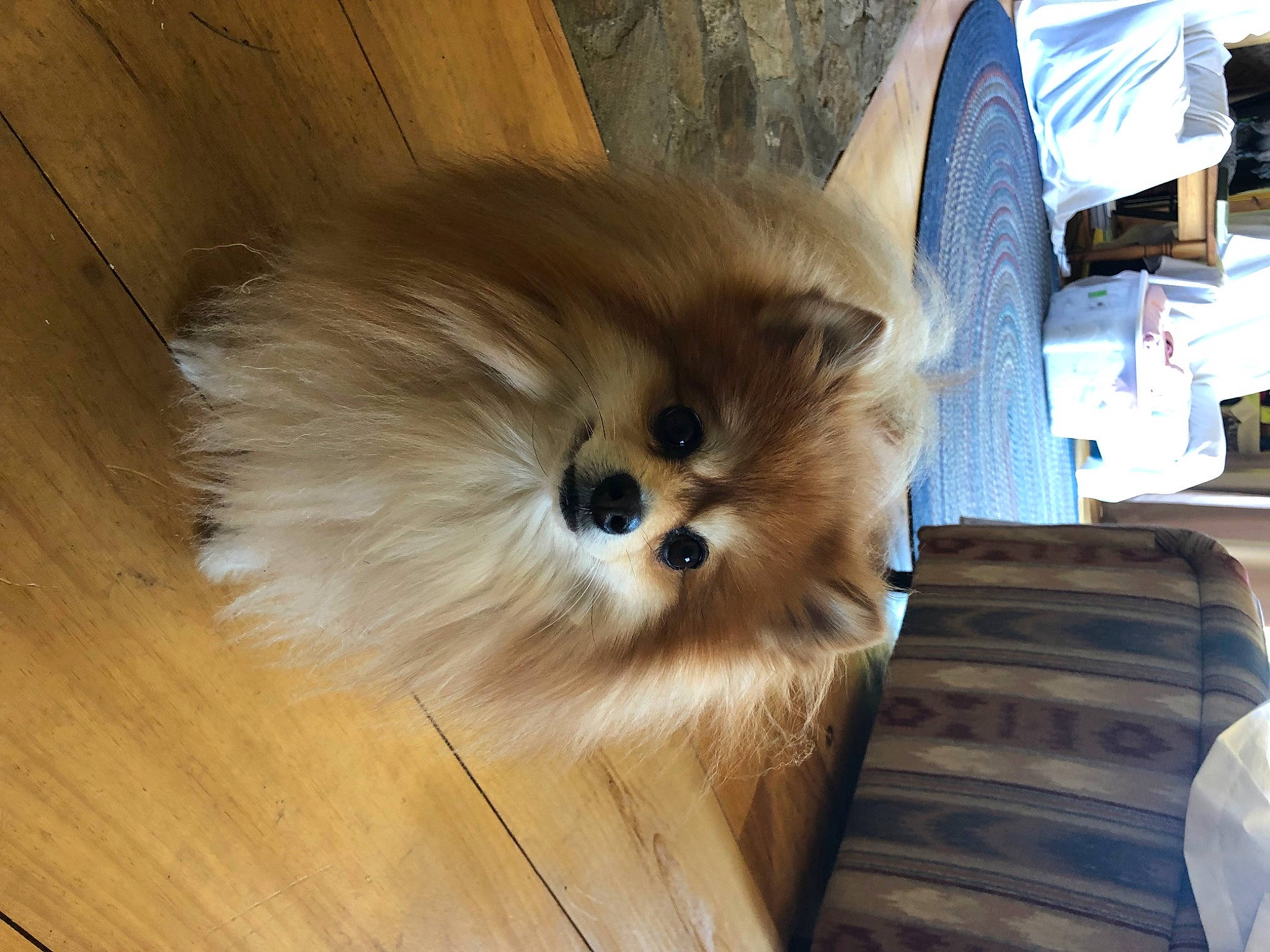 Dingo is registered to the contest to win money with this photo: canidae, carnivore, companion_dog, dog, dog_breed, fawn, felidae, fur, german_spitz, german_spitz_klein, german_spitz_mittel, hardwood, snout, spitz, sporting_group, toy_dog, volpino_italiano, whiskers, wood, working_animal