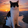 Louna a rejoint le concours — aidez-le/la à gagner de superbes lots ! cat, black_and_white_cat, animal, pet, sitting, portrait, sunset, mountains, lake, valley, landscape, rock, outdoor, scenic, dramatic_lighting, clouds, sky, nature, long_tail, whiskers