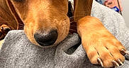 Nathan is registered to the contest to win money with this photo: dog, puppy, canine, brown_fur, floppy_ears, large_paw, claws, black_nose, brown_eyes, close_up, portrait, pet, indoor, bathroom, gray_clothing, human, cuddling, curious, adorable, photography