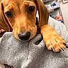 dog, puppy, canine, brown_fur, floppy_ears, large_paw, claws, black_nose, brown_eyes, close_up, portrait, pet, indoor, bathroom, gray_clothing, human, cuddling, curious, adorable, photography