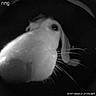 Nathan is registered to the contest to win money with this photo: cat, feline, pet, animal, close_up, nose, whiskers, eye, infrared, night, security_camera, doorbell_camera, black_and_white, outdoor, curious, face, portrait, dramatic, timestamp, ring_logo