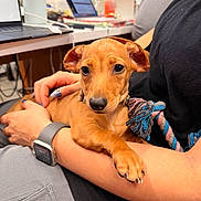 Nathan joined the competition — help win amazing prizes! puppy, dog, brown_dog, pet, animal, portrait, close_up, sitting, lying_down, rope_toy, human, arms, office, laptop, workplace, indoor, collar, watch, cute, short_hair