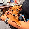 puppy, dog, brown_dog, pet, animal, portrait, close_up, sitting, lying_down, rope_toy, human, arms, office, laptop, workplace, indoor, collar, watch, cute, short_hair