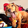 Nathan is registered to the contest to win money with this photo: dog, brown_dog, hound, pet, animal, tongue_out, happy, playful, sitting, indoors, bedroom, bed, blanket, colorful_blanket, collar, paws, floppy_ears, portrait, cozy, candid