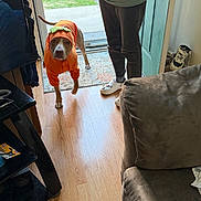 Irish is registered to the contest to win money with this photo: animal, carpet, costume, couch, cute, dog, door, doorway, floor, footwear, home_interior, hoodie, indoor, living_room, orange, person, pet, slippers, standing, wood_floor