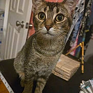 Zoey joined the competition — help win amazing prizes! cat, tabby, pet, animal, indoor, feline, curious, wide_eyes, whiskers, ears, fur, table, household_items, clothes, door, indoor_lighting, domestic, close_up, sitting, looking