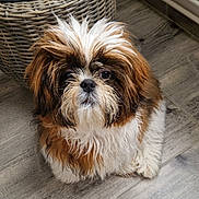 Alvin a rejoint le concours — aidez-le/la à gagner de superbes lots ! dog, puppy, fluffy, brown, white, fur, pet, indoor, floor, wooden_floor, basket, plant_pot, cute, animal, small_dog, looking_up, adorable, companion, domestic, furry